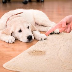 Como ensinar o cachorro a fazer xixi no lugar certo Mauro Lantzman