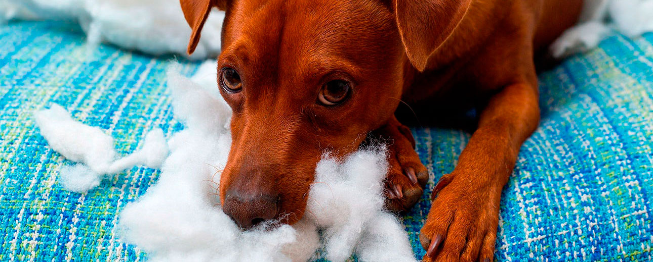 Cão com comportamento ruim Mauro Lantzman