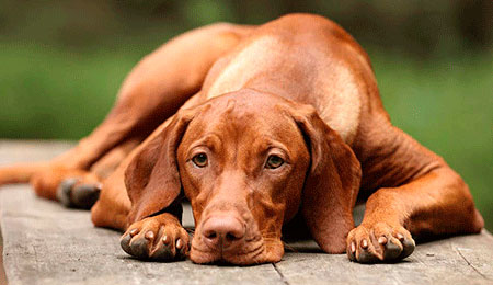 Cão doente cuidados paliativos Mauro Lantzman